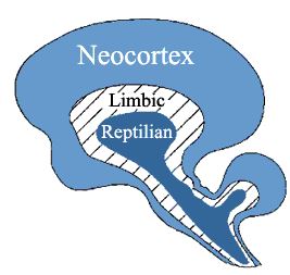 Understanding Neuromarketing - Brain sanatomy Three parts of Brain